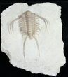 Paraceraurus Trilobite From Russia #10252-1